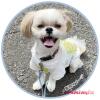 Monster Hunter Rise: Sunbreak Petwear 3. Logo M - Image 2